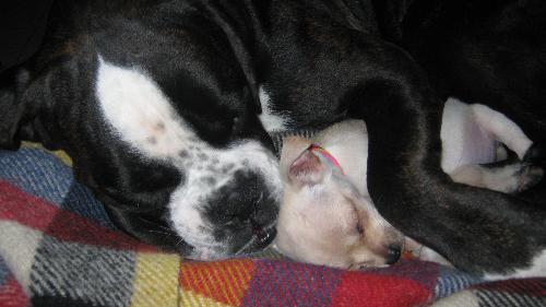 Due cuccioli, Boxer e Chihuahua, amici per la pelle...
