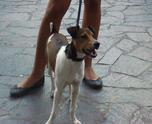 TIPPY Brazilian terrier di 3anni e 1/2