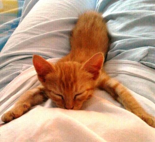Il morbidoso abbraccio di un tenero cucciolotto tigroso che vuole dormire solo in braccio a chi lo ha accolto :)