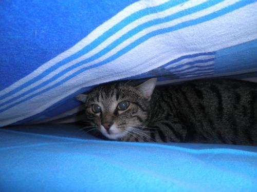 si nasconde sotto le lenzuola quando sistemo.. se riesco a sistemare!!
