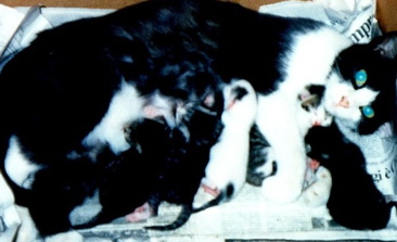Nera e i suoi 5 cuccioli