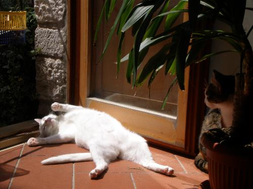 solarium per gatte vip al sole e gatte vip in incognito all'ombra del palmizio 